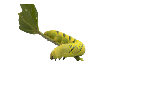 green caterpillar of the butterfly moth with green leaves png