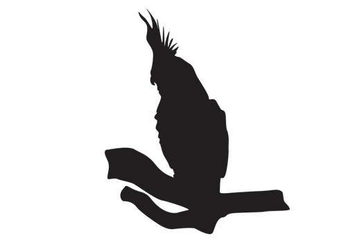 pose of a bird perched on a twig silhouette with a transparent background png