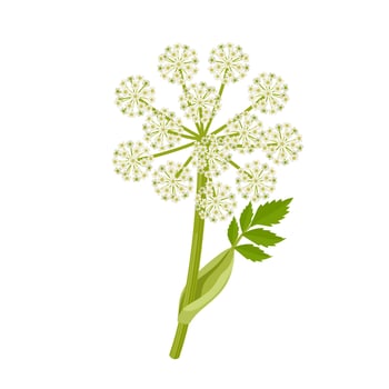 Vector illustration, Norwegian angelica or Angelica archangelica, isolated on white background.