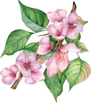 Watercolor illustration with pink flowers of peach tree isolated on white. Blossom fruit tree, white bloom hand painting. Design element for wedding invitation, textile, wrapping, card, package vector