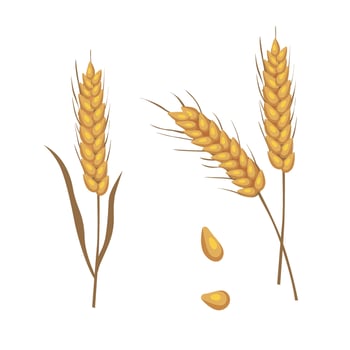 Wheat vector. Bunch of wheat ears clip art. Dried whole grains illustration. Cereal harvest, agriculture, organic farming, healthy food. Flat vector in cartoon style isolated in white background.