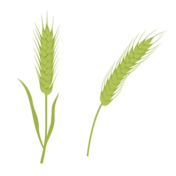 Wheat vector. Bunch of wheat ears clip art. Dried whole grains illustration. Cereal harvest, agriculture, organic farming, healthy food. Flat vector in cartoon style isolated in white background.