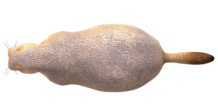 Prairie Dog isolated on a Transparent Background png