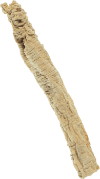 dang shen cut out on transparent background. png