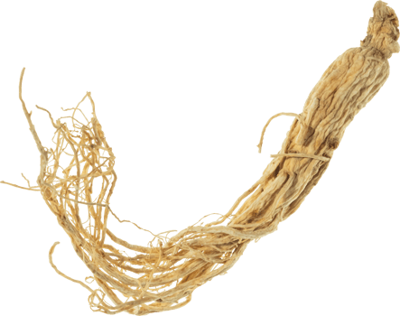 ginseng cut out on transparent background. png