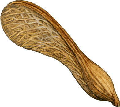 Watercolor hand drawn Tree seed png