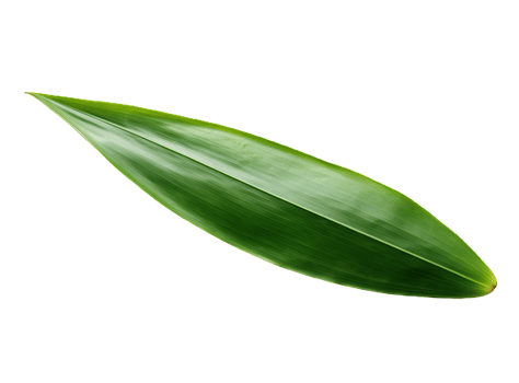 Bamboo leaf isolated on transparent background png