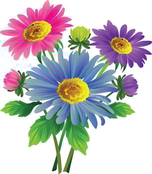 aster flower illustration vector