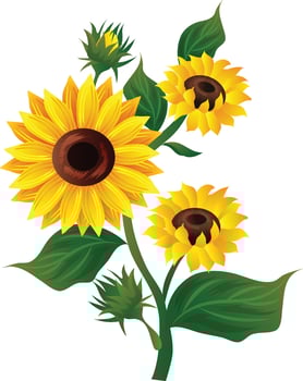 sunflower illustration sunny flowers clip art vector