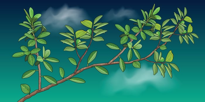 green leaves vector for background design.