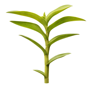 Orchid green leaf png