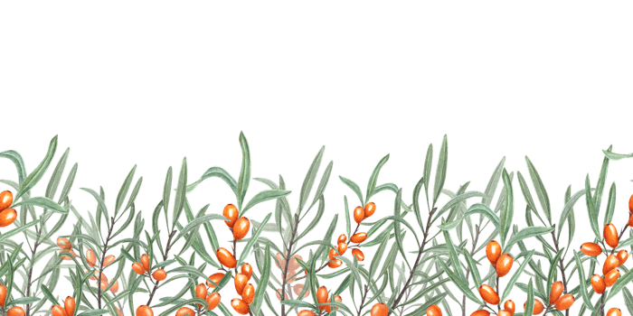 Seamless border of Sea Buckthorn. Sandthorn, sallowthorn. Illustration with bright Orange Berries and Green Leaves suitable for card design, textile, wrapping, scrapbooking png