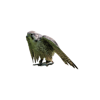 Bird of prey falcon png