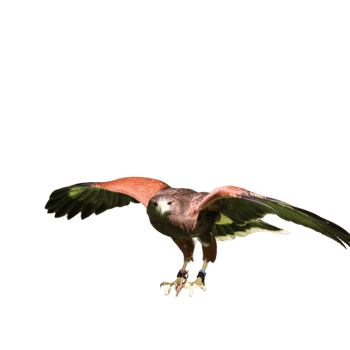 Bird of prey falcon png