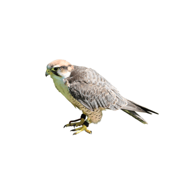 Bird of prey falcon png