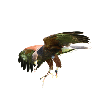 Bird of prey falcon png