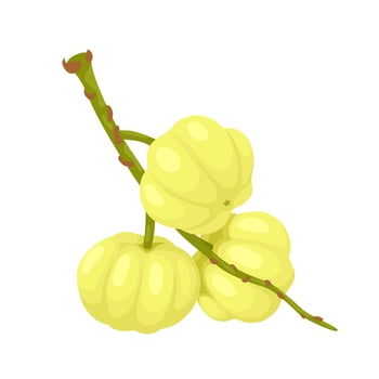 Vector illustration, Otaheite gooseberry or star gooseberry, scientific name Phyllanthus acidus, isolated on white background.