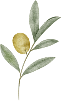 Watercolor olive leaves clipart illustration png