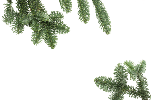Christmas tree branch on isolated white background. Winter holiday element for greeting card, design invitation png