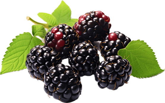 Blackberries png with AI generated.