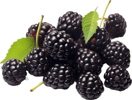 Blackberries png with AI generated.