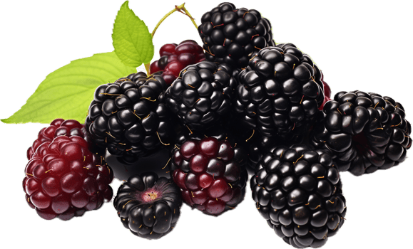 Blackberries png with AI generated.
