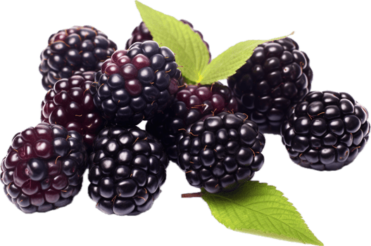 Blackberries png with AI generated.