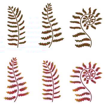 Set of fern leaves. Vector illustration isolated on white background.