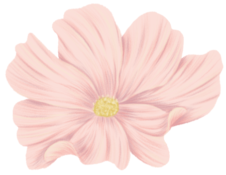 Cosmos flower clipart colorpencil style png