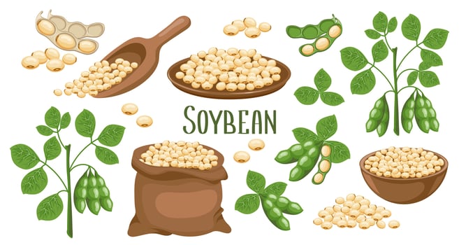 Set of soybeans. Soybean plant, soybeans in pods, in a canvas bag, bowl and wooden spoon. Food, agriculture. Illustration, vector