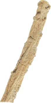 dang shen cut out on transparent background. png
