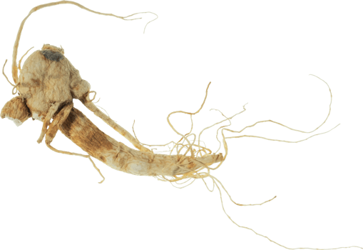 ginseng cut out on transparent background. png