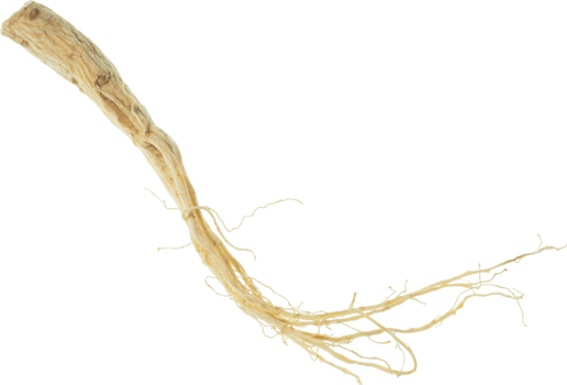 ginseng cut out on transparent background. png