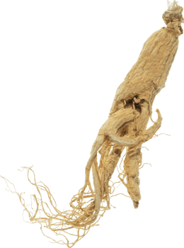 ginseng cut out on transparent background. png