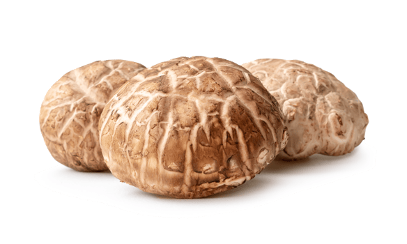Fresh and dry shiitake mushrooms in stack isolated with clipping path and shadow in png file format. Japanese and Chinese herb