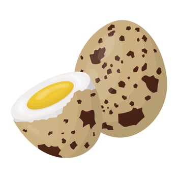 quail eggs. Boiled eggs in a shell. Vector illustration.