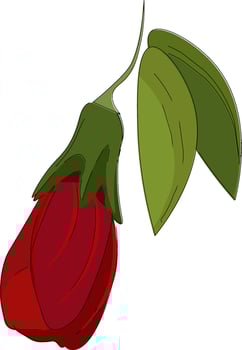 Beautiful Flower illustration vector