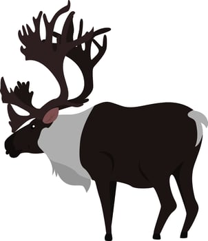 Deer with big horns, illustration, vector on white background