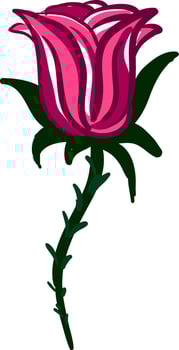 A red rose branch vector or color illustration