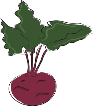 Cartoon purple beetroot vector illustration on white backgorund