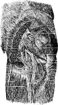Muscles, Vessels and Nerves of the Posterior Region of the Butt vector
