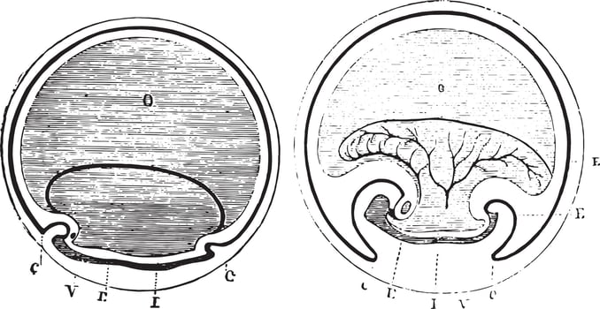 Fig. 955. Curvature of the ends of the embryonic body, Fig. 956. Amniotic caps more developed, vintage engraving. vector