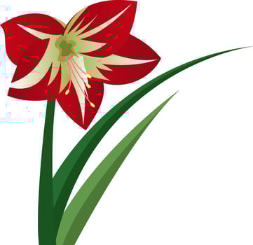 Vector illustration of amaryllis flower on white background.