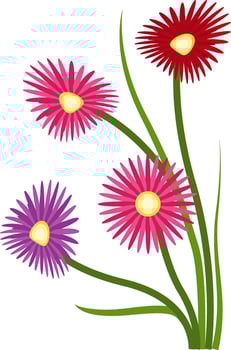 Vector illustration of orange purple and red aster flowers on white background.