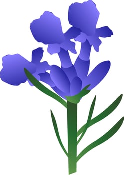 Vector illustration of purple lavander flowers with green leafs on white background.