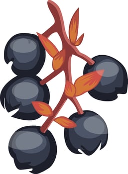 Vector illustration of blue salalberry fruit on a brown branch  white background.