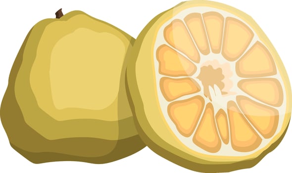 Vector illustration of yellow ugly fruit half a fruit yellow with seeds white background.