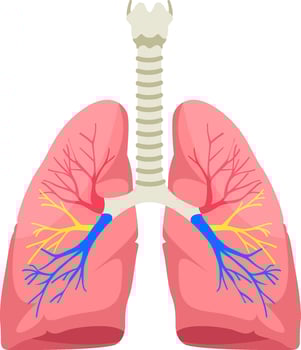 Human lungs anatomy vector illustration on white background.