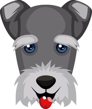 Schnauzer illustration vector on white background