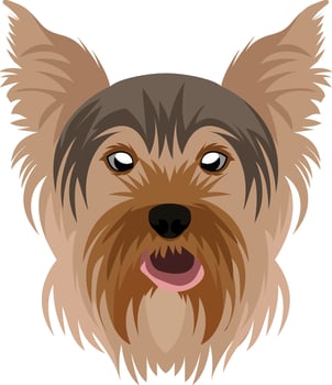 Yorkshire Terrier illustration vector on white background